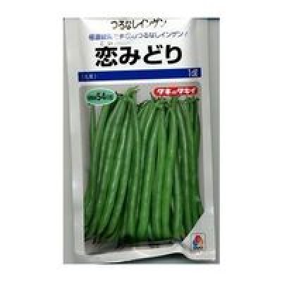 画像1: 送料無料　[いんげん]　恋みどり　1dl　タキイ種苗(株)