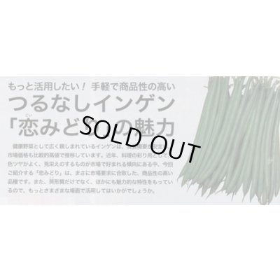 画像4: [いんげん]　恋みどり　1L　タキイ種苗(株)