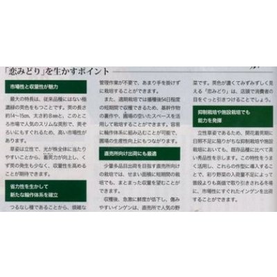 画像5: [いんげん]　恋みどり　1L　タキイ種苗(株)