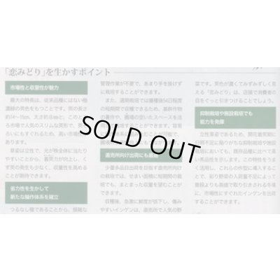 画像5: [いんげん]　恋みどり　1L　タキイ種苗(株)