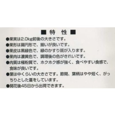 画像3: 送料無料　[かぼちゃ]　恋するマロン　9粒　カネコ種苗（株）