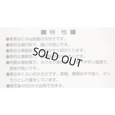 画像3: 送料無料　[かぼちゃ]　恋するマロン　100粒　カネコ種苗（株）