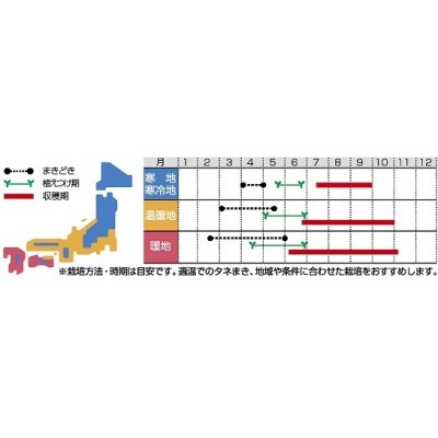 画像2: [なす]　マー坊　約60粒　　サカタ交配　　実咲