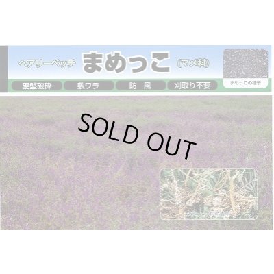 画像4: [緑肥]　ヘアリーベッチ　まめっこ　1kg　カネコ種苗(株)