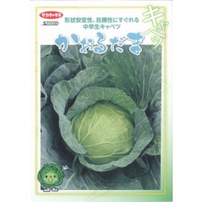 画像3: 送料無料　[キャベツ]　かおるだま　コート5千粒　（株）サカタのタネ