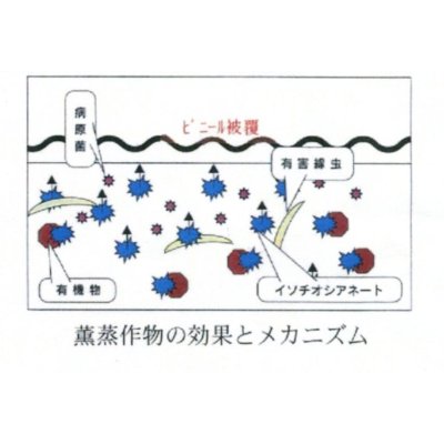 画像6: [緑肥]　チャガラシ　辛神　500g　雪印種苗(株)