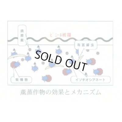 画像6: [緑肥] チャガラシ 辛神 500g 雪印種苗(株)