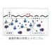 画像6: [緑肥]　チャガラシ　辛神　500g　雪印種苗（株）