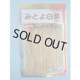 送料無料　[牛蒡]　みとよ白肌　2dl　(株)サカタのタネ
