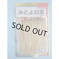 送料無料　[牛蒡]　みとよ白肌　20ml　(株)サカタのタネ