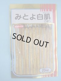 送料無料　[牛蒡]　みとよ白肌　1L　(株)サカタのタネ
