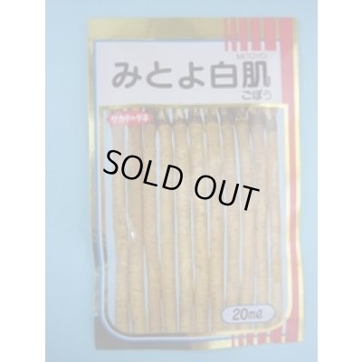 画像1: 送料無料　[牛蒡]　みとよ白肌　2dl　(株)サカタのタネ