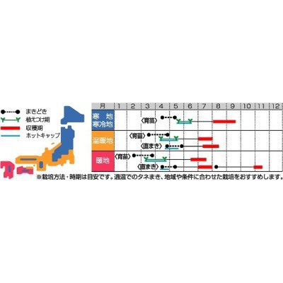 画像2: [かぼちゃ]　みやこ　100粒　サカタ一代交配