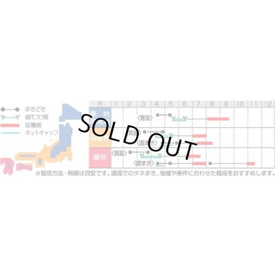 画像2: 送料無料　[かぼちゃ]　みやこ　500粒　(株)サカタのタネ