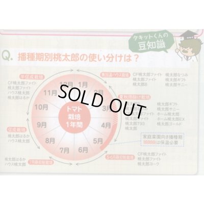 画像2: 送料無料　[トマト/桃太郎系]　CF桃太郎ヨーク　1000粒　貴種(コートしてません)　タキイ種苗(株)