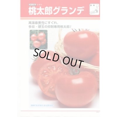 画像3: 送料無料　[トマト/桃太郎系]　桃太郎グランデ　1000粒　タキイ種苗(株)