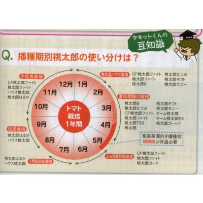 画像2: 送料無料　[トマト/桃太郎系]　桃太郎ゴールド　1000粒　タキイ種苗(株)