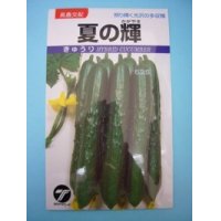 [キュウリ]　夏の輝　1.1ｍｌ　（株）タカヤマシード