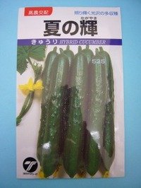 [キュウリ]　夏の輝　1.1ｍｌ　（株）タカヤマシード