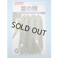 送料無料　[キュウリ]　夏の輝　1.1ml　(株)タカヤマシード