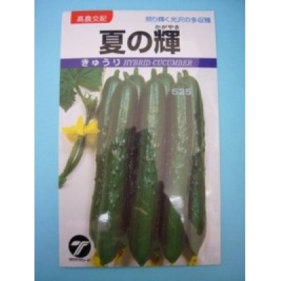 画像1: [キュウリ]　夏の輝　1.1ｍｌ　（株）タカヤマシード