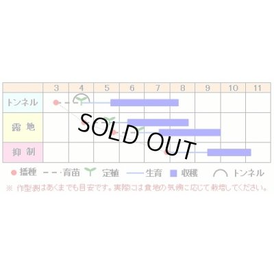 画像2: [キュウリ]　濃緑新ときわ　　2ml　渡辺交配