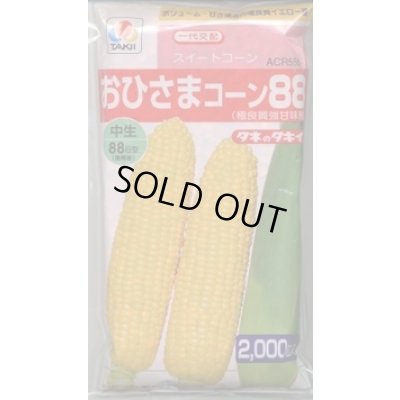 画像1: 送料無料[とうもろこし]　おひさまコーン88　2000粒　タキイ種苗(株)