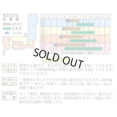 画像2: [ゴーヤ]　沖縄純白ゴーヤー苦瓜　5ml 　（有）フタバ種苗