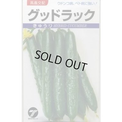 画像1: 送料無料　[キュウリ]　グッドラック　350粒　(株)タカヤマシード