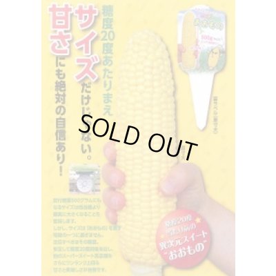 画像2: 送料無料[とうもろこし]　おおもの　2000粒　ナント種苗(株)