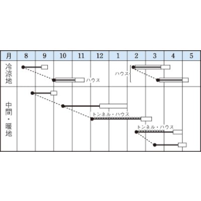 画像2: [シーダー種子]　ほうれんそう　オーライ　1粒×5cm間隔