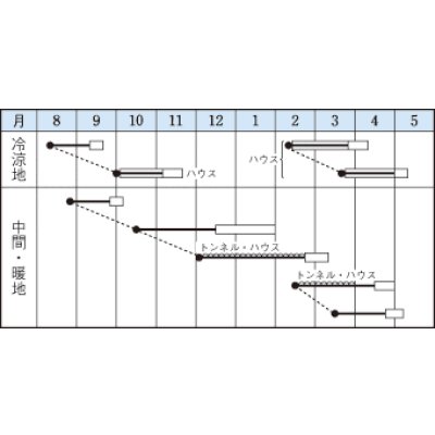 画像4: 送料無料　[ほうれんそう]　オーライ　1dl　タキイ種苗(株)