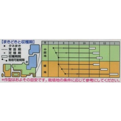 画像2: 送料無料　[カリフラワー]　オレンジブーケ　20ml　タキイ種苗(株)