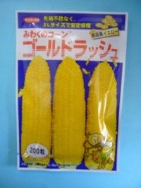 [とうもろこし]　ゴールドラッシュ　200粒　サカタ交配　