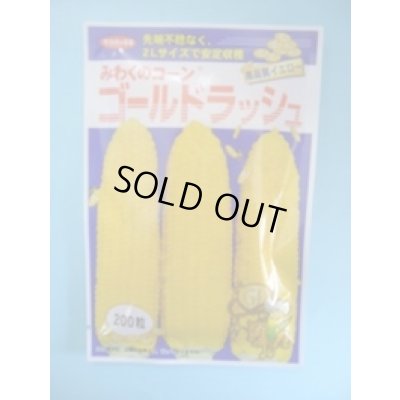 画像1: 送料無料　[とうもろこし]　ゴールドラッシュ　200粒　(株)サカタのタネ