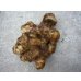 画像3: [生姜]　生姜(近江種)　1kg (3)