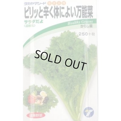 画像1: 送料無料　[葉物]　からし菜　サラダだよ　ピリッと辛く体によい万能菜　5ml　(株)タカヤマシード