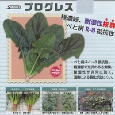 画像2: [ほうれんそう]　プログレス　種子サイズ：M　3万粒　（株）サカタのタネ