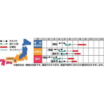 画像2: [かぼちゃ]　プッチィーニ　7粒　　サカタ交配　実咲