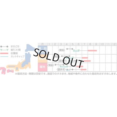 画像2: 送料無料　[かぼちゃ]　プッチィーニ　100粒　(株)サカタのタネ