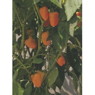 画像2: [ピーマン]　ぷちピープロ　オレンジ　10粒　トキタ種苗（株）