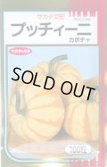 送料無料　[かぼちゃ]　プッチィーニ　100粒　(株)サカタのタネ