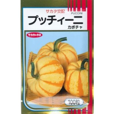 画像1: 送料無料　[かぼちゃ]　プッチィーニ　100粒　(株)サカタのタネ