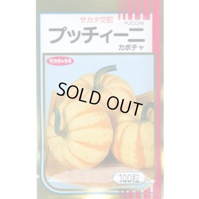 画像1: 送料無料　[かぼちゃ]　プッチィーニ　100粒　(株)サカタのタネ