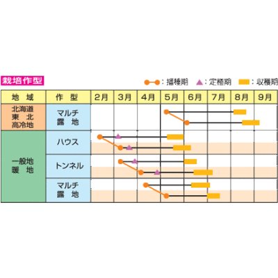 画像5: 送料無料　[枝豆]　味風香　70ml(およそ160粒)　雪印種苗(株)