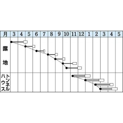 画像2: [小松菜]　楽天　20ml　タキイ種苗（株）