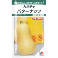 [かぼちゃ]　バターナッツ　16粒　タキイ種苗（株）　GF　