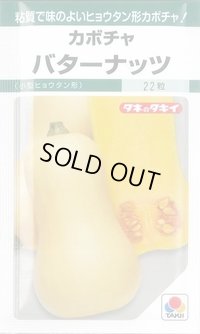 送料無料　[かぼちゃ]　バターナッツ　16粒　タキイ種苗(株)　GF