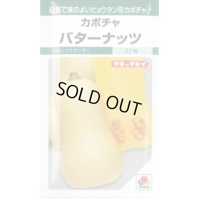 画像1: 送料無料　[かぼちゃ]　バターナッツ　16粒　タキイ種苗(株)　GF