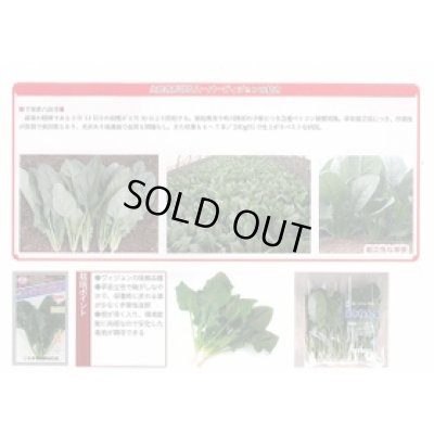 画像2: [ほうれんそう] スーパーヴィジョン 3万粒（種子サイズ：Ｍ） トキタ種苗(株)